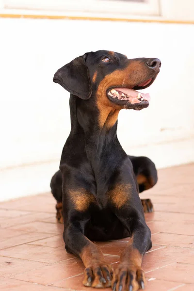 Detailní Záběr Černého Dobermanna Sedícího Podlaze — Stock fotografie