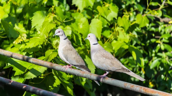 Zwei Eurasische Halstauben Hocken Der Sonne Park — Stockfoto