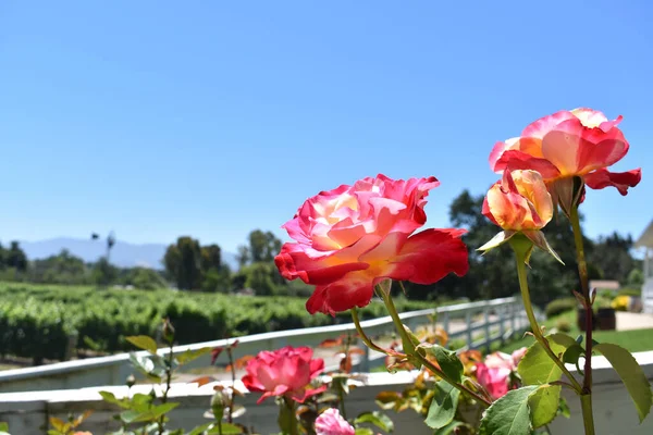 Close Rosas Com Uma Vinha Fundo Los Olivos Califórnia — Fotografia de Stock