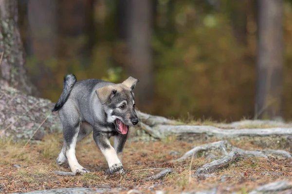 Focus Sélectif Adorable Chiot Suédois Elkhound Gris Marchant Dans Les — Photo