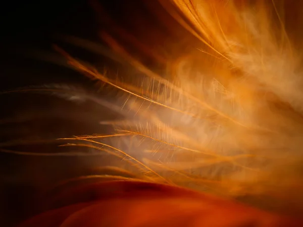 Closeup Shot Dreamcatcher Feather Texture — Stock Photo, Image