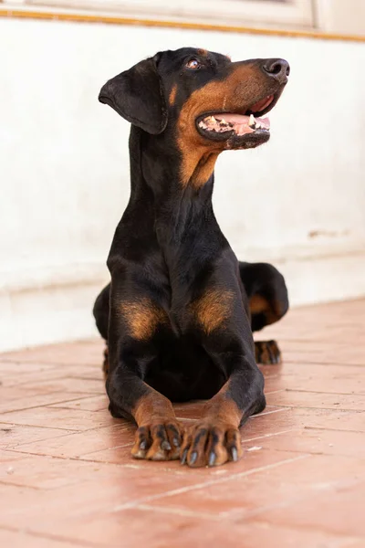 床に座っている黒い犬のクローズアップ — ストック写真