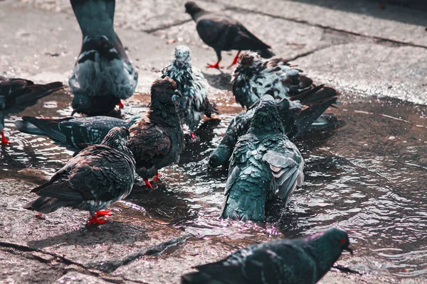 Mise Point Sélective Colombes Dans Près Une Flaque Eau Dans — Photo