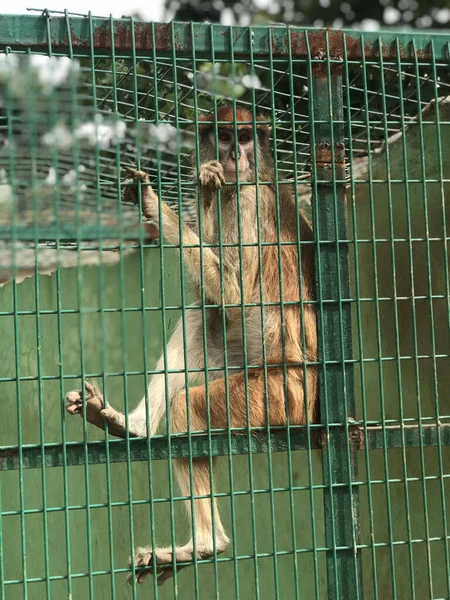 Eine Vertikale Aufnahme Eines Einsamen Affen Käfig — Stockfoto