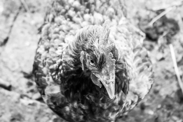 Cliché Échelle Gris Une Poule Domestique Dans Jardin — Photo