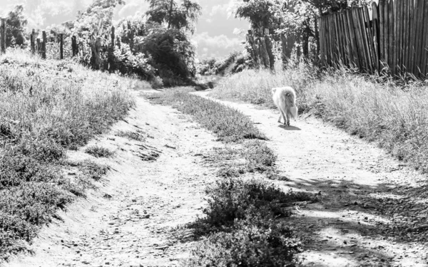 Черно Белый Снимок Собаки Идущей Проселочной Дороге Забора — стоковое фото