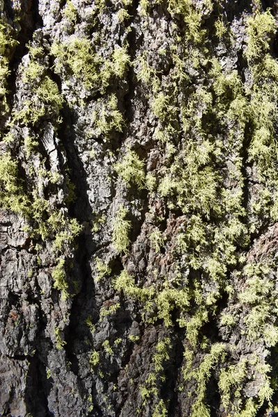 Textura Close Musgo Crescendo Casca Árvore Nas Montanhas Sierra Nevada — Fotografia de Stock