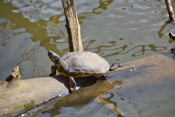 Closeup Aquatic Turtle Climbing Wood Lake — Stock Photo, Image