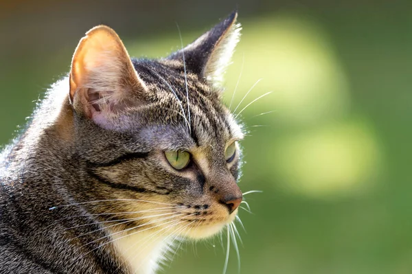 Detailní Záběr Rozkošné Pruhované Kočky Venku Pod Slunečním Světlem Rozmazaným — Stock fotografie