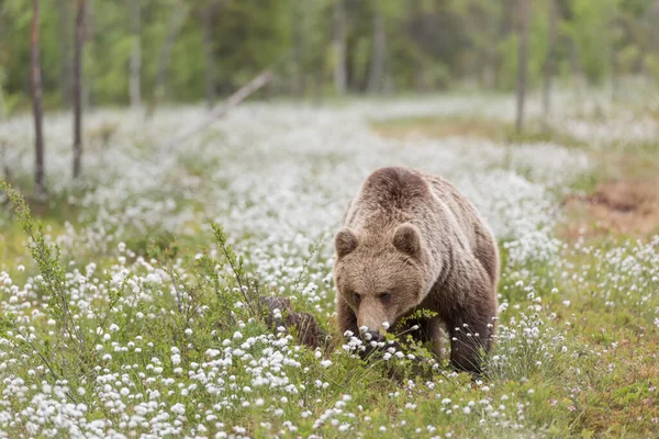 Urso Marrom Grande Fofo Que Anda Campo Gramado Floresta — Fotografia de Stock