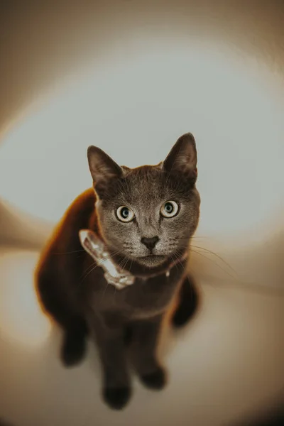 Close Studio Shot Gray Cat Bow Tie — Stock Photo, Image