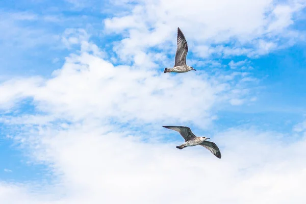 Beautiful Shot Seagulls Flying Cloudy Weather — Stock Photo, Image