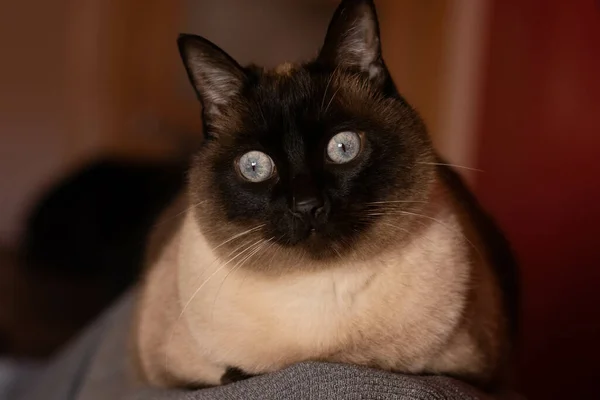 Zbliżenie Brązowego Kociaka Leżącego Łóżku — Zdjęcie stockowe
