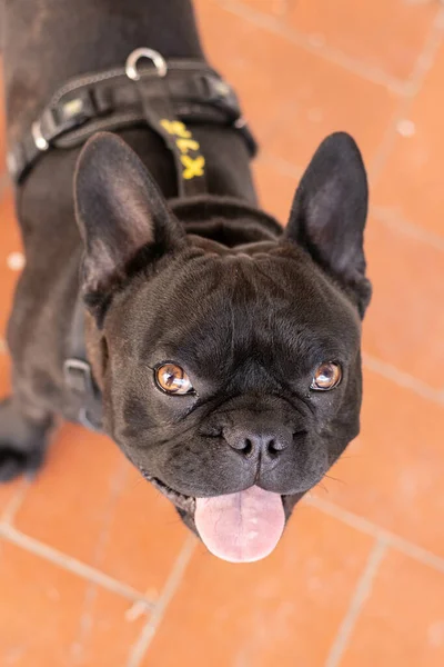 Närbild Svart Fransk Bulldogg Som Visar Sin Tunga Golvet — Stockfoto