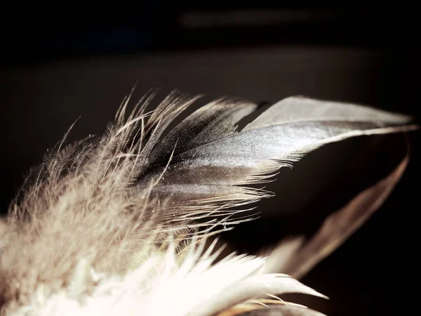 黑色背景上的羽毛摄影室 — 图库照片