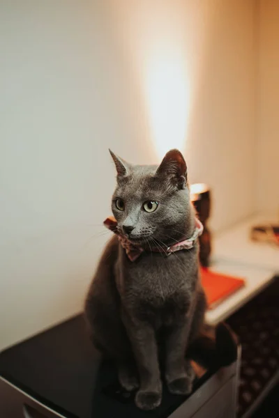 弓のネクタイにグレーの猫のクローズアップスタジオショット — ストック写真