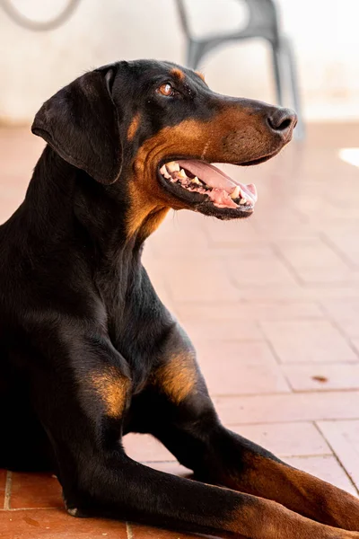 Câine Negru Dobermann Care Stă Podea — Fotografie, imagine de stoc