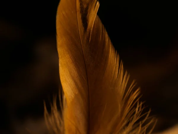 Primer Plano Textura Plumas Atrapasueños — Foto de Stock