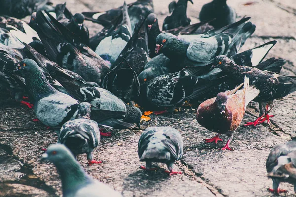 Sokaktaki Güvercinlerin Seçici Odak Noktası — Stok fotoğraf