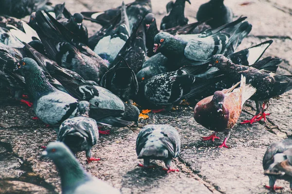 Tiro Seletivo Foco Das Pombas Rua — Fotografia de Stock