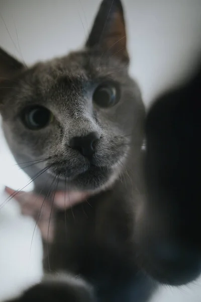 ภาพใกล ดของแมวส เทาในเนคไทโบว — ภาพถ่ายสต็อก