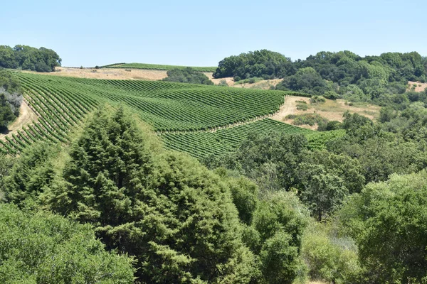 Krásný Estate Vinice Pohled Vinařství Válcování Krajiny Windsor Sonoma County — Stock fotografie