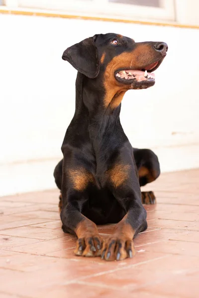 Primo Piano Cane Dobermann Nero Seduto Sul Pavimento — Foto Stock