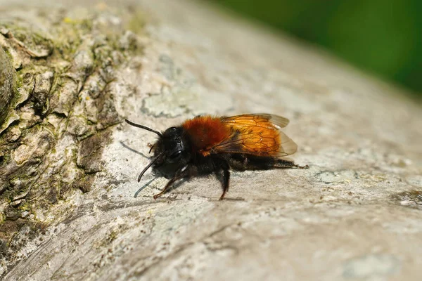 Zbliżenie Tawny Górniczy Pszczoła Szorstkiej Powierzchni Polu Pod Sunlight — Zdjęcie stockowe