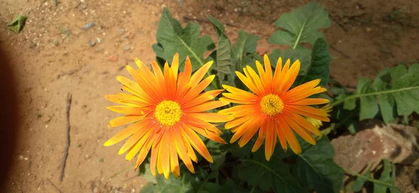 Eine Nahaufnahme Der Blühenden Gelben Gerbera Jamesonii Blüten — Stockfoto