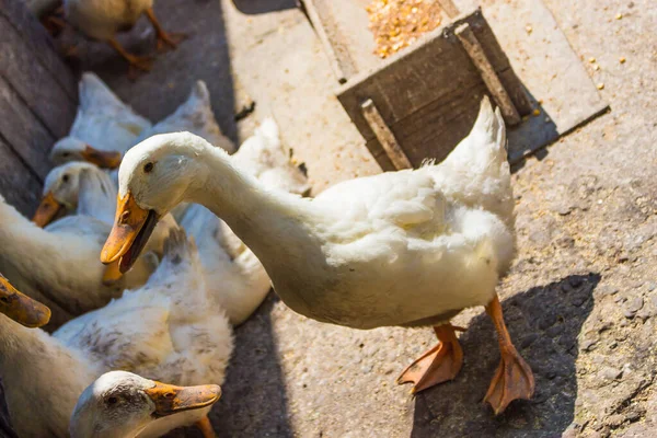 Belles Oies Blanches Domestiques Sur Les Terres Agricoles Attente Être — Photo