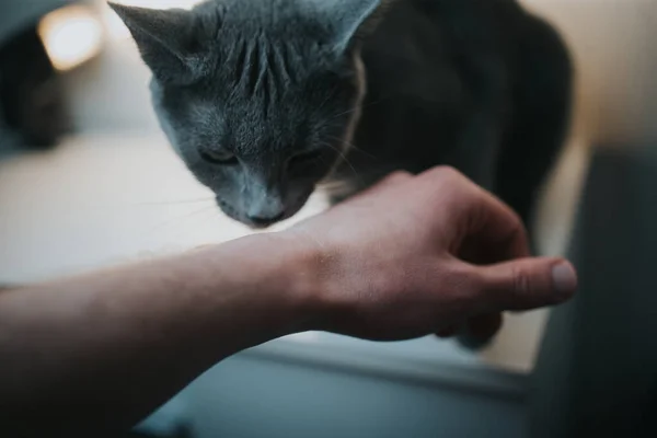 Gri Bir Kedinin Insan Eliyle Oynadığı Yakın Çekim — Stok fotoğraf