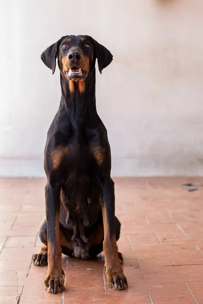 床に座っている黒い犬のクローズアップ — ストック写真