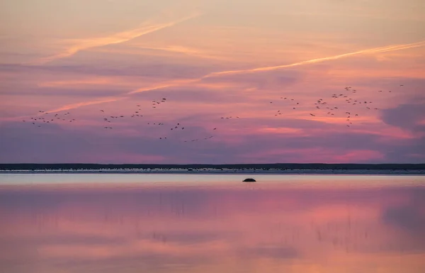 Groups Common Cranes Flying Sunset Colored Seascape Roosting Site Matsalu — Stock Photo, Image