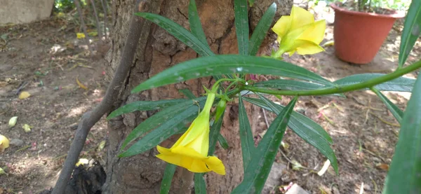 Primer Plano Las Flores Amarillas Florecidas Cascabela Jardín — Foto de Stock