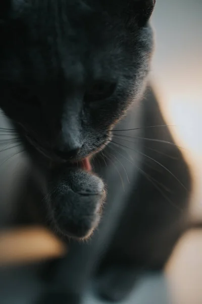 一只灰色的猫舔爪子的特写镜头 — 图库照片