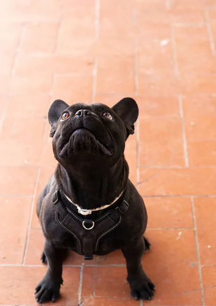 Närbild Svart Fransk Bulldogg Som Visar Sin Tunga Golvet — Stockfoto