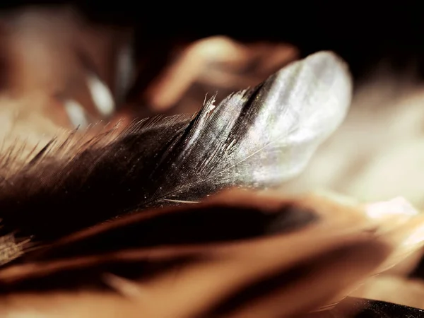 Studio Shot Beige Feathers Black Background — Stock Photo, Image