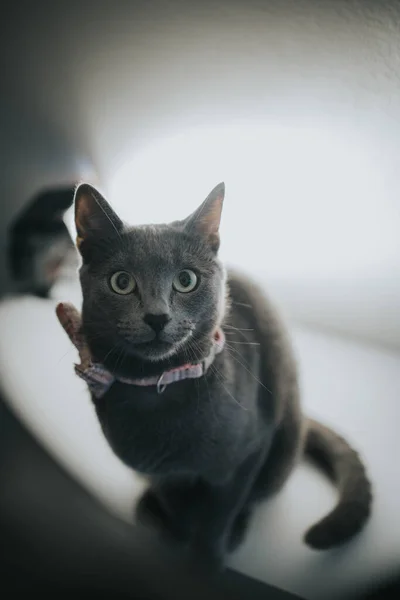 Primer Plano Gato Gris Una Pajarita — Foto de Stock