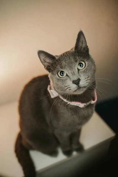 Eine Nahaufnahme Einer Grauen Katze Die Die Kamera Blickt — Stockfoto