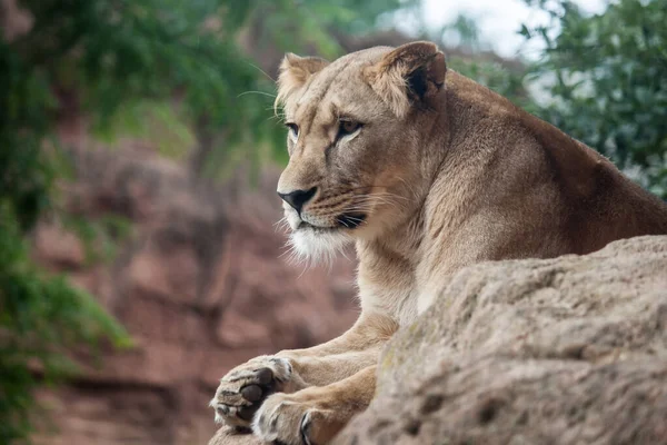 動物園の岩の上に横たわる凶悪で雄大な雌ライオンの閉鎖 — ストック写真