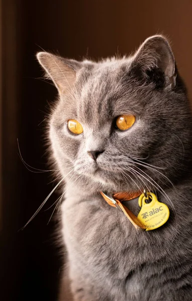 Primer Plano Gato Canoso Mirando Por Ventana — Foto de Stock