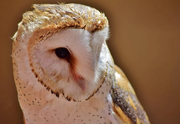 Selective Focus Shot Domesticated Barn Owl — Stock Photo, Image