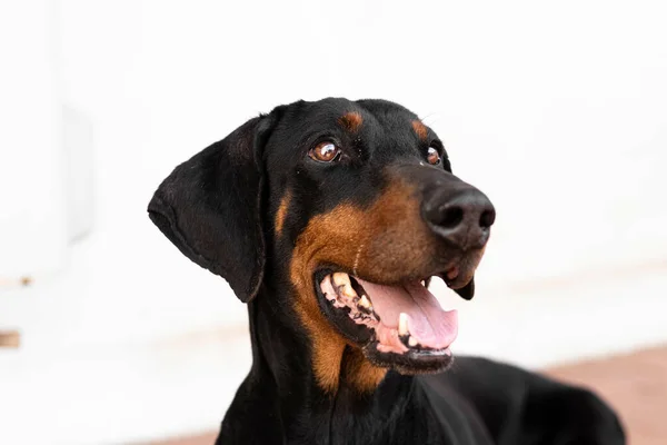 Closeup Black Dobermann Dog Sitting Floor — Stock Photo, Image