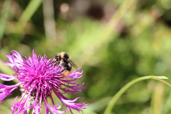 Селективный Фокус Пчелы Опыляющей Цветущем Фиолетовом Цветке — стоковое фото