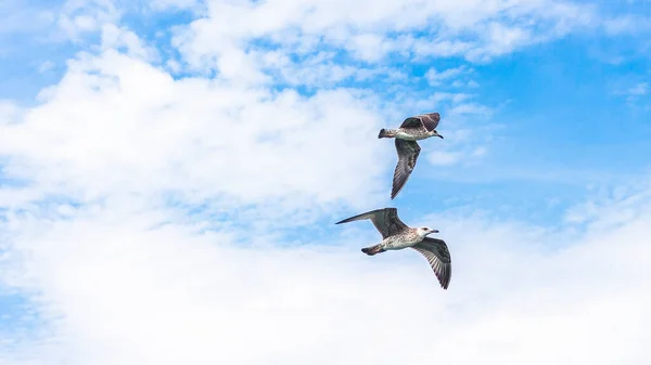 Zwei Schöne Möwen Fliegen Einem Bewölkten Himmel — Stockfoto