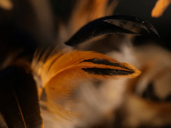 Detailní Záběr Textury Snového Lapače Snů — Stock fotografie