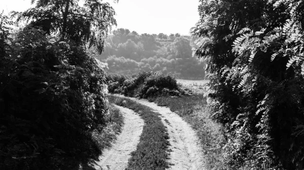 Eine Schwarz Weiß Aufnahme Einer Mit Gras Bewachsenen Landstraße Ackerland — Stockfoto