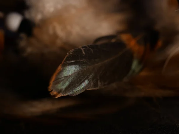몽구스의 깃털결을 클로즈업 — 스톡 사진