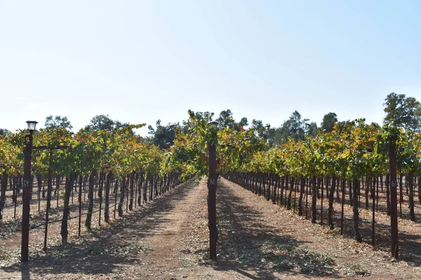 Una Hermosa Foto Viñedo Día Soleado Amador California —  Fotos de Stock