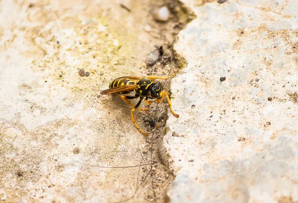 在裂开的地面上拍到一只蜜蜂的特写 — 图库照片